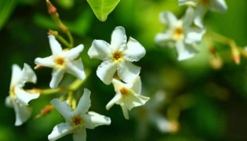 how to grow asian jasmine in our home