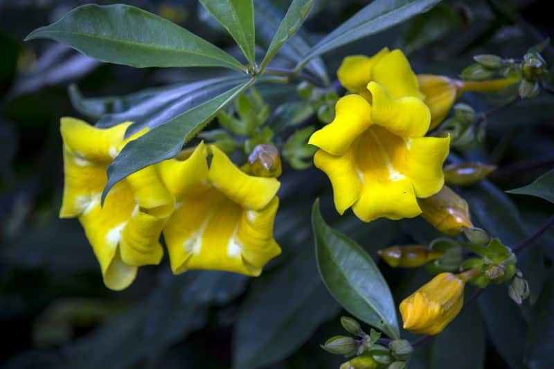 Allamanda Plant how to grow