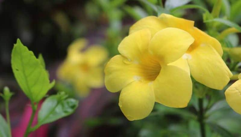 Allamanda Plant how to grow