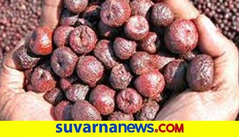 Dont mislead About arecanut says CAMPCO snr