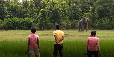 সবুজে ঘেরা জঙ্গলের মাঝে দুটি হাতির লড়াই, বিরল দৃশ্য দেখে হতবাক গ্রামবাসীরা