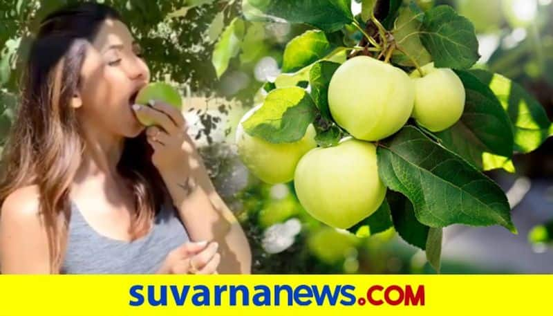 Shilpa Shetty Picks Fresh Apples In Manali And They Look Seriously Tempting dpl