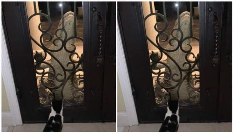 brave cat stared down an alligator that climbed up and banged front door in florida