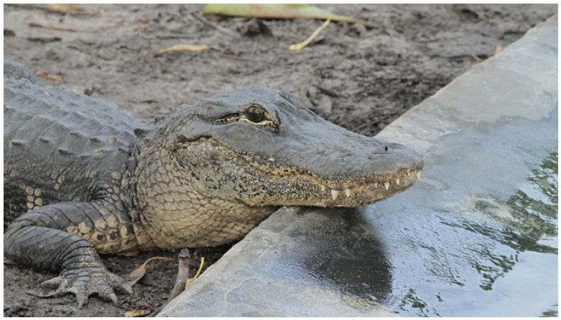 brave cat stared down an alligator that climbed up and banged front door in florida