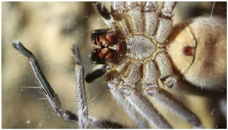 horrifying experience huge spider found in youths headset