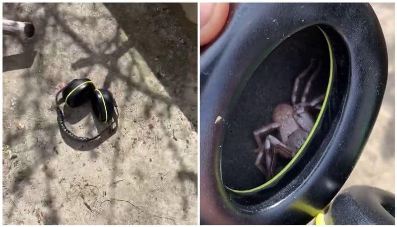 horrifying experience huge spider found in youths headset