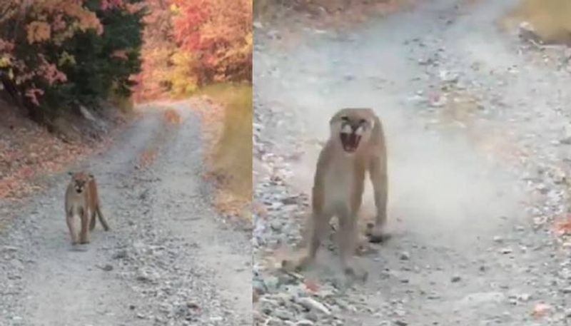 Mountain lion chases man after he stumbles on it during hike