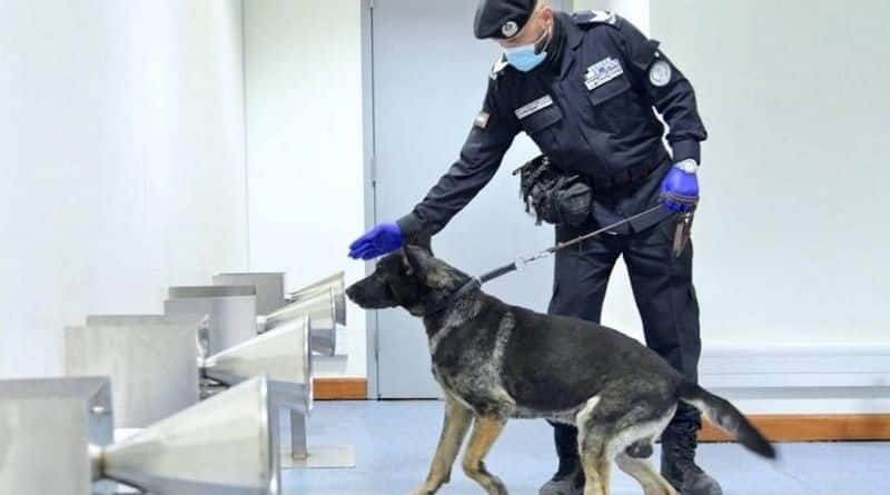 UAE airports use dogs to detect Covid cases among passengers