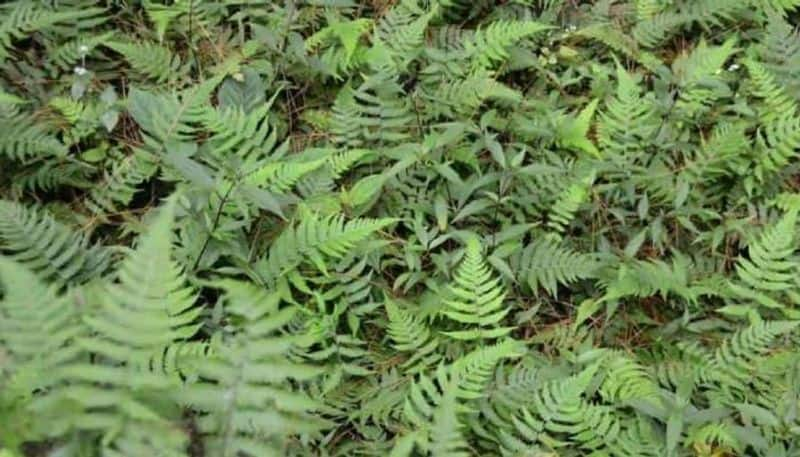 Lady Fern how to grow and care