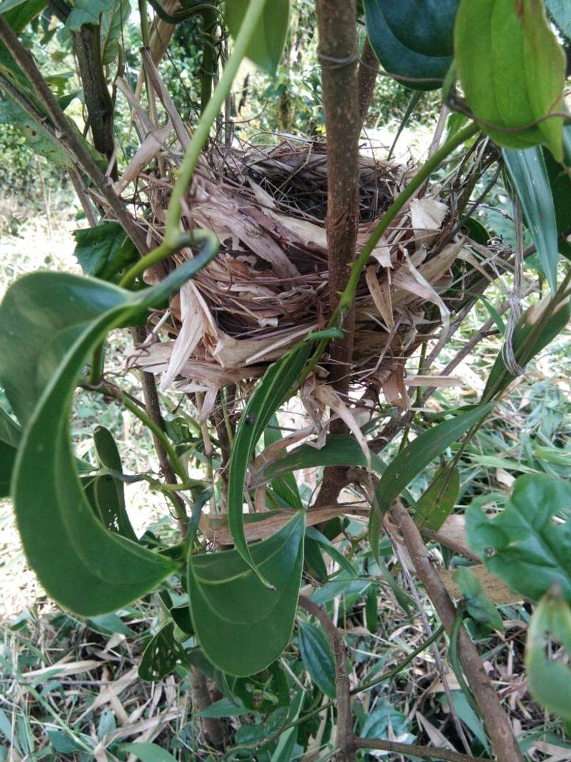 Rare blue Indian Robin eggs found in Kodagu -ymn