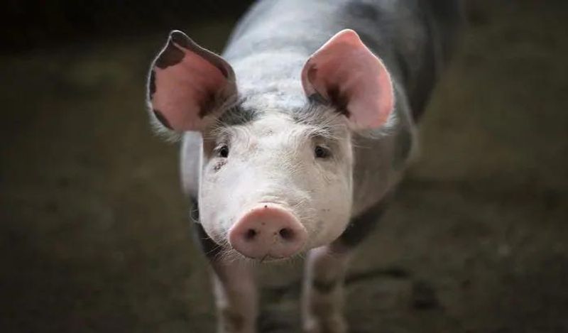 Government authorities killed 63 pigs infected with the African virus by injecting poison