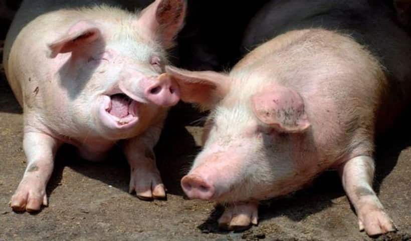 What is African Swine Flu, cases reported in Kerala's Wayanad; know everything about it 