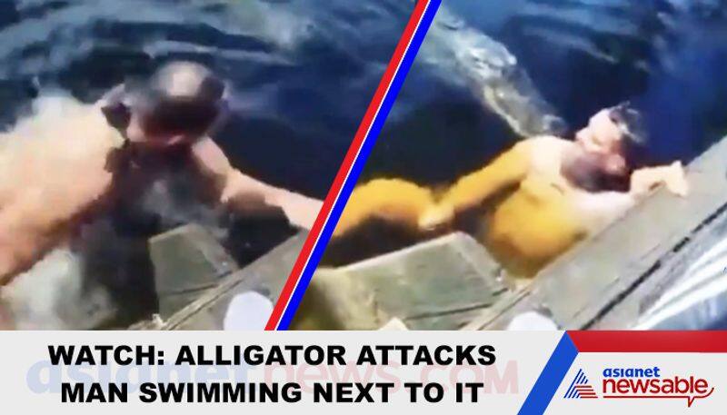 Alligator attacks a man in the swimming pool; video goes viral - gps