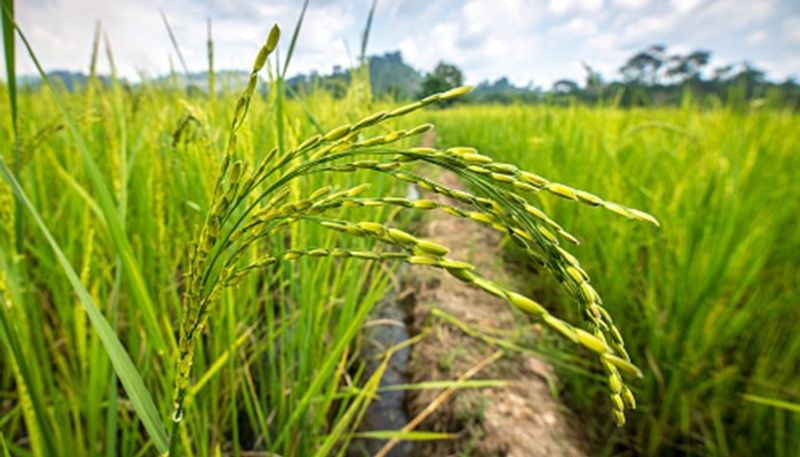 ICAR Introduces 2 Special Programmes For Upscaling Biofortified Varieties of Crops Through KVKs