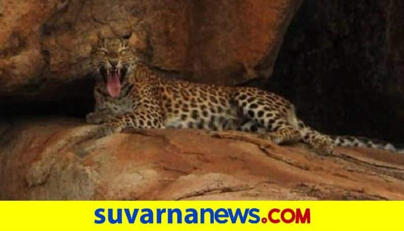 Leopard Trapped on Caze in Gangavati in Koppal District grg