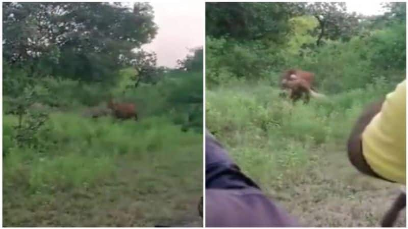 Lion hunts down cow at Gujarat Gir