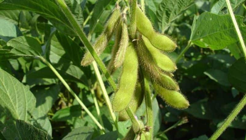 how to grow soybean