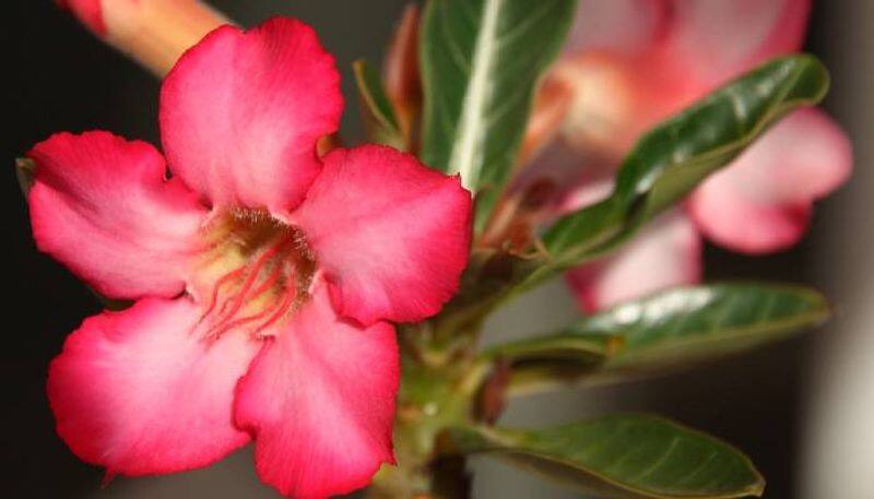 how to grow Adenium