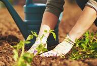 How a smart gardener uses banana and cucumber peels as organic fertilizers iwh