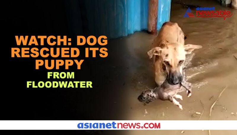 WATCH Dog rescued its puppy from floodwater - gps