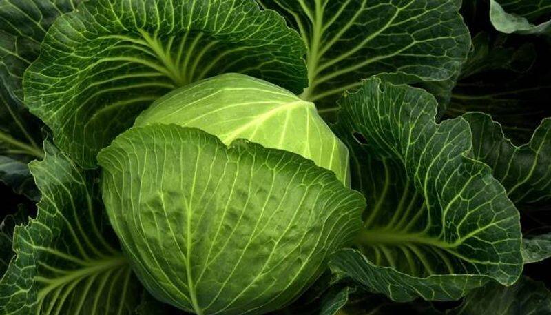 Healthy skin to detoxifier: Incredible health benefits that cabbage has to offer-dnm