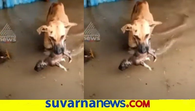 Dog Saves Puppy From Flood water in Vijayapura snr