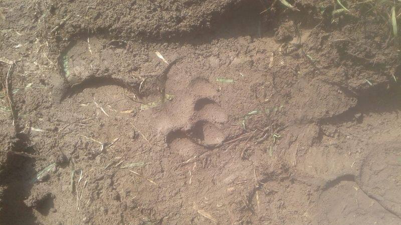 Leopard  Found in Yadgir District grg