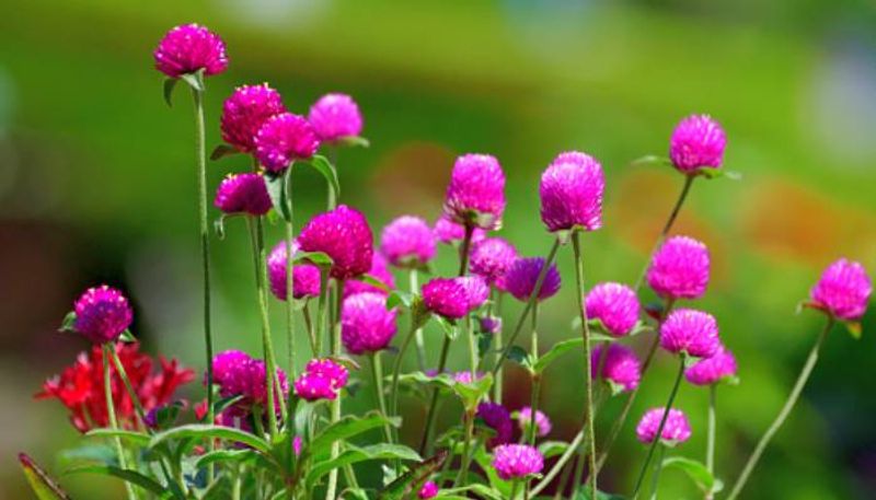 gomphrena globosa how to grow