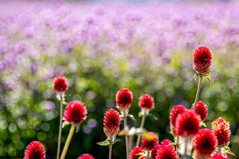 gomphrena globosa how to grow