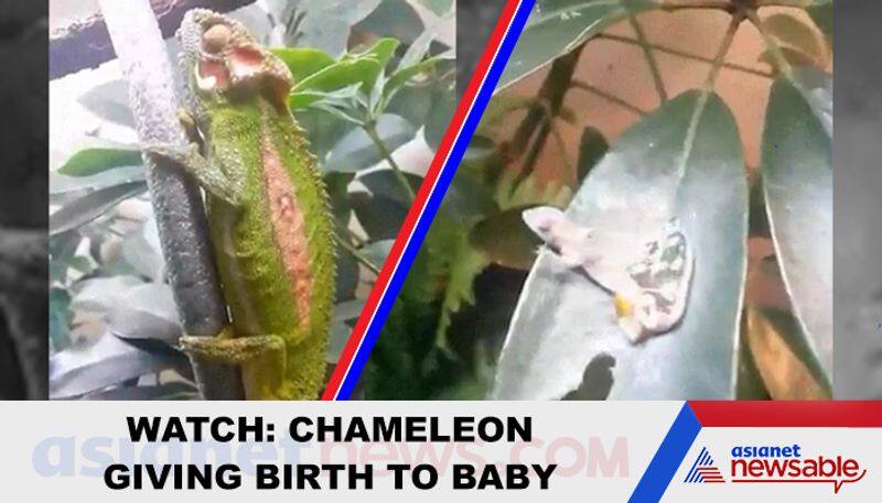 Watch Chameleon gives birth to baby; video goes viral - gps