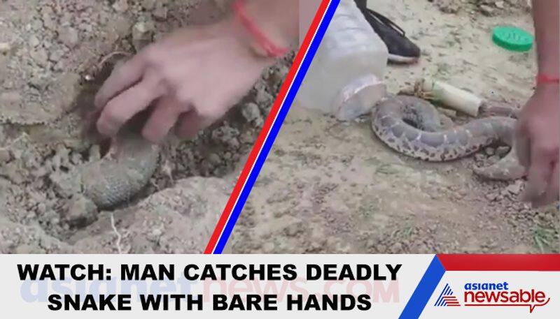 Man catches snake with bare hands; video goes viral - gps