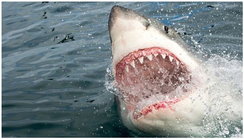 Man Dies After Being Bitten By Shark At A Popular Tourist Beach In Australia mah