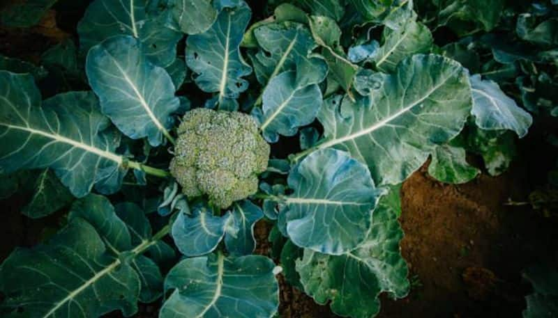 broccoli from seeds