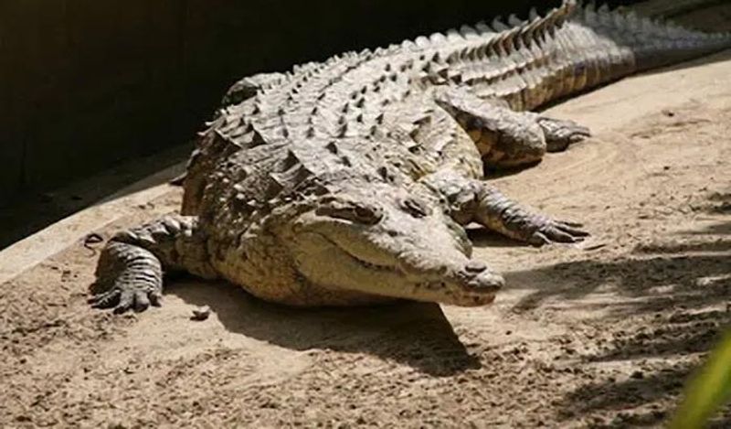 Karnatakas first Crocodile Park comes up at Dandeli gvd