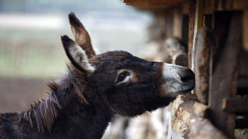 Donkey slaughter on rise in Andhra Pradesh as meat grows popular - bsb