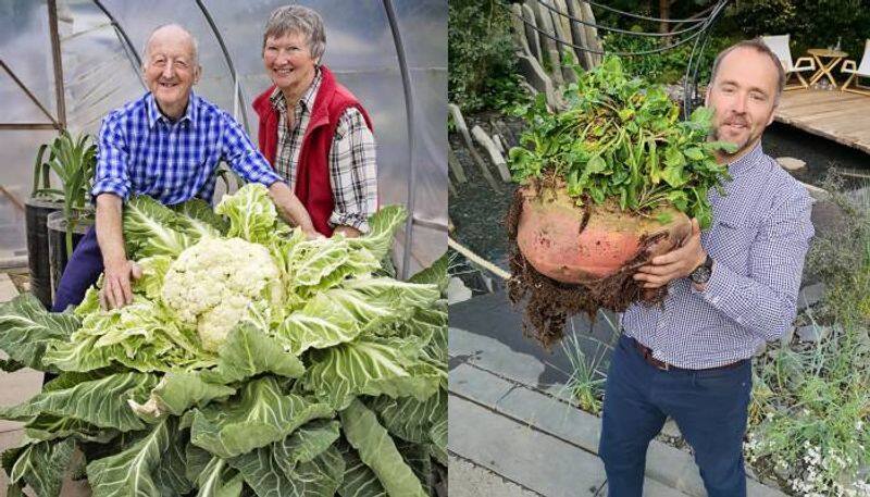 Giant vegetable growers of UK