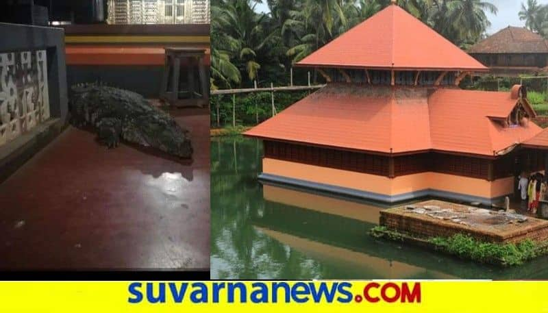 Kerala God Crocodile Babiya Enters To Temple snr