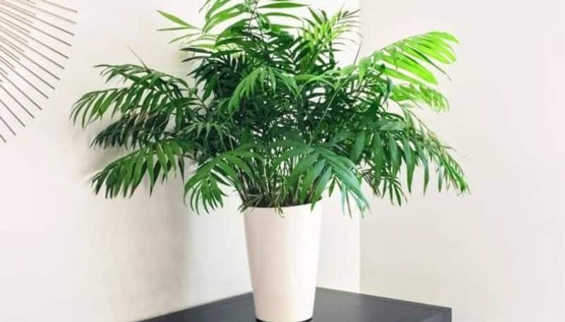 how to grow parlor palm as indoor