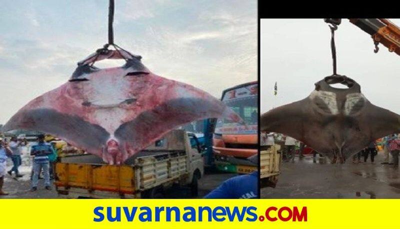 two large string ray fish sown in a trap at malpe rbj