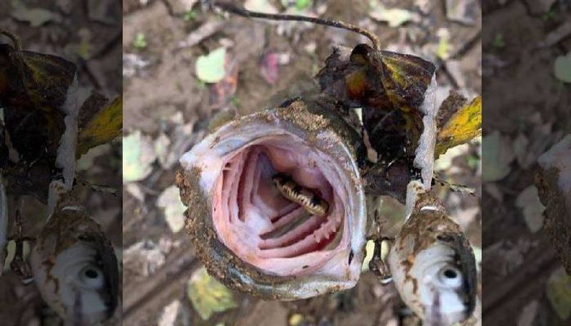 man catches a fish with Snake in its mouth