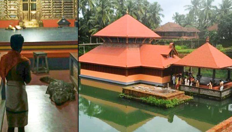 Giant crocodile enters Kerala temple, photos go viral-tgy