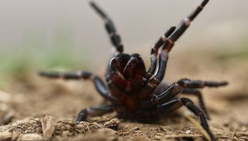 dangerous spiders raises threats to human life in south wales