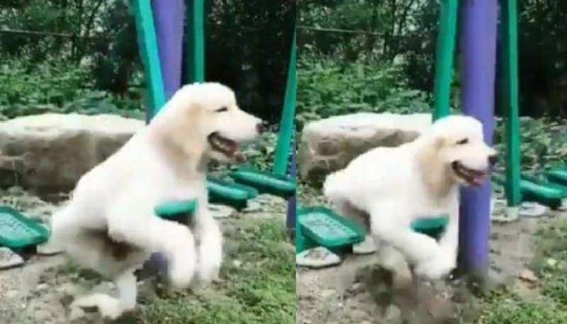 Dog enjoys playing on the swing