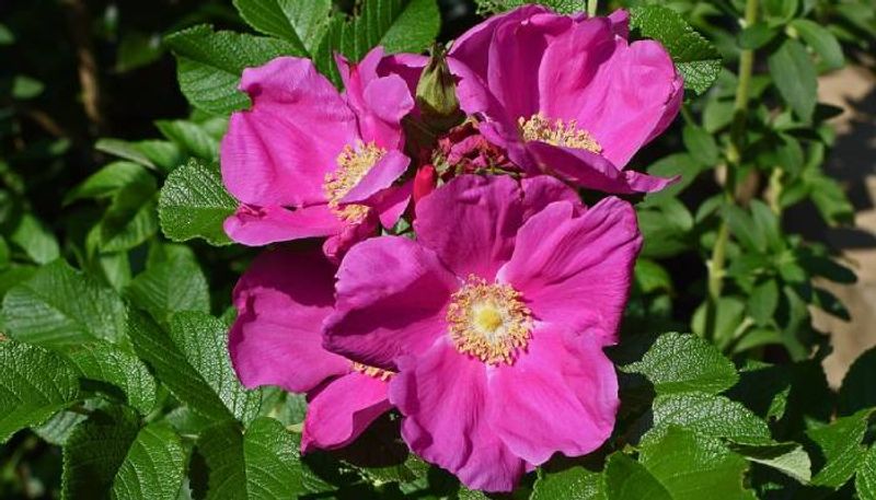 Rugosa Rose how to grow and how to use for making ice cream