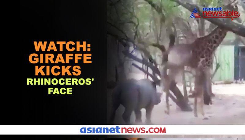 Giraffe kicks rhinoceros in the face; video goes viral - gps