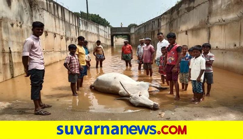 Ox Dies for Bullock Cart Fallen in Railway Underpass in Haveri District grg