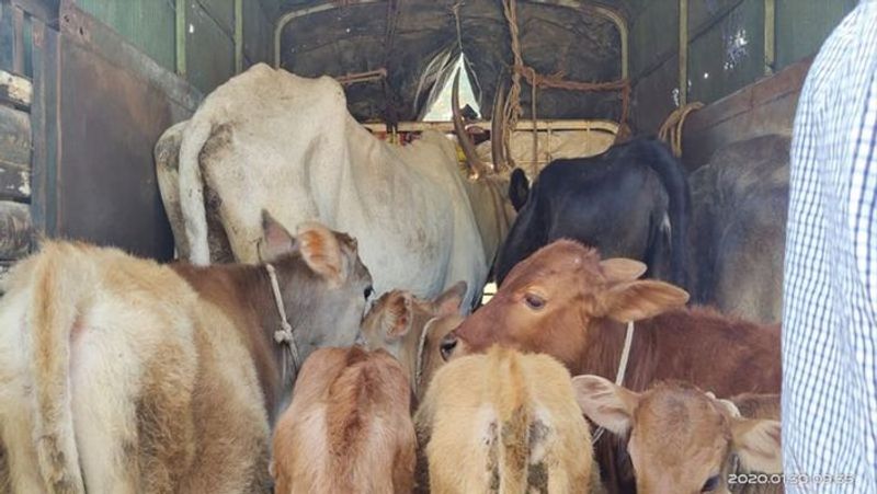 Illegally 49 Cows Transport to Slaughterhouse in Kudligi in Ballari District grg