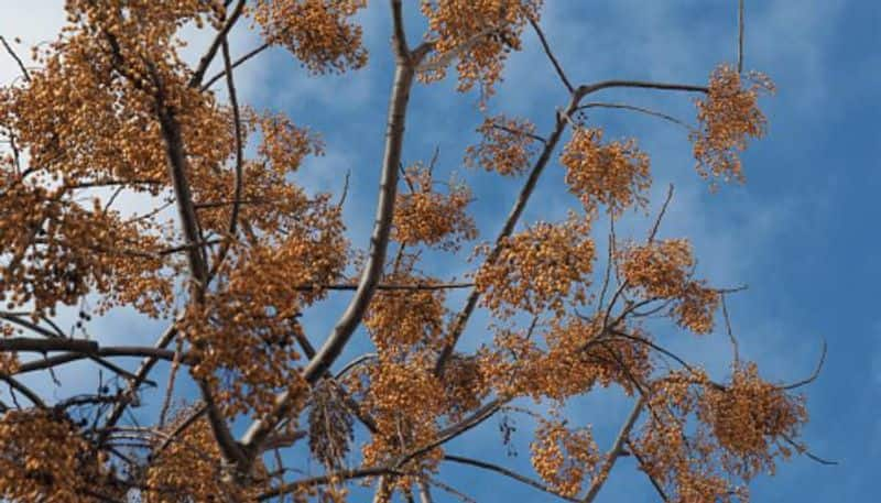 Chinaberry tree can be strung into necklaces and bracelets