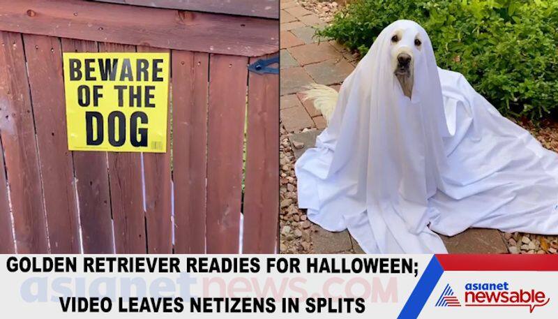 Golden Retriever readies for Halloween; video leaves netizens in splits-tgy