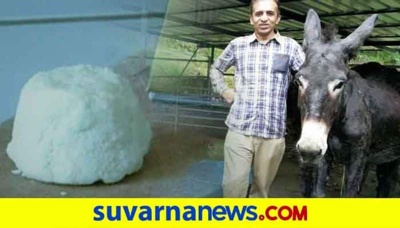 Most expensive paneer made by donkey milk